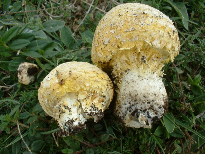 Floccularia luteovirens